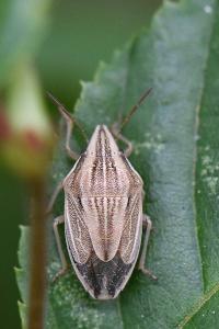 <i>Aelia acuminata</i>