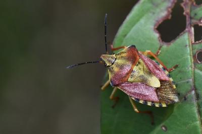 <i>Carpocoris purpureipennis</i>