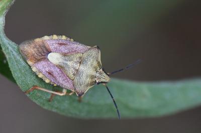 <i>Carpocoris purpureipennis</i>