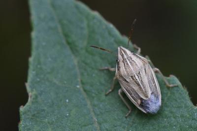 <i>Aelia acuminata</i>