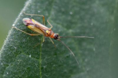 <i>Campyloneura virgula</i>