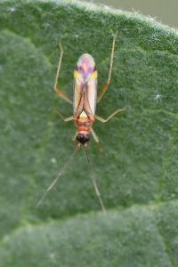 <i>Campyloneura virgula</i>