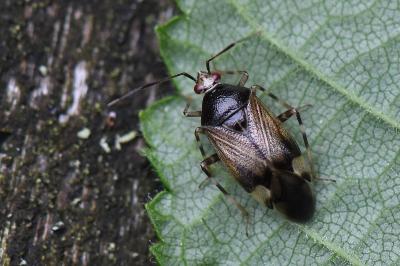 <i>Deraeocoris flavilinea</i>