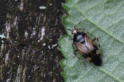 <i>Deraeocoris flavilinea</i>