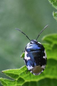 <i>Tritomegas bicolor</i>