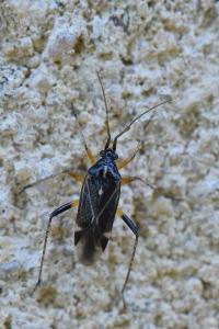 <i>Harpocera thoracica</i>