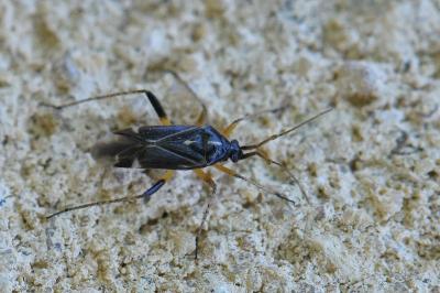<i>Harpocera thoracica</i>
