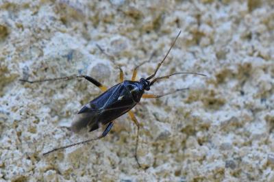 <i>Harpocera thoracica</i>