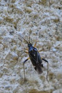<i>Harpocera thoracica</i>