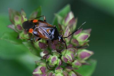 <i>Deraeocoris ruber</i>