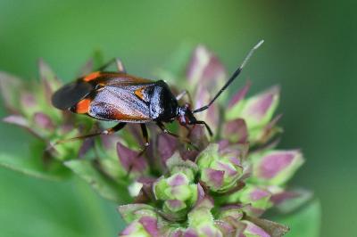 <i>Deraeocoris ruber</i>
