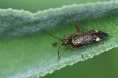 <i>Closterotomus fulvomaculatus</i>