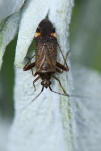 <i>Closterotomus fulvomaculatus</i>