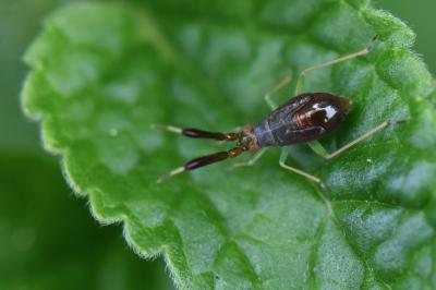 <i>Heterotoma planicornis</i>