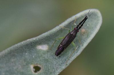<i>Heterotoma planicornis</i>