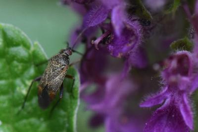 <i>Lepidargyrus ancorifer</i>
