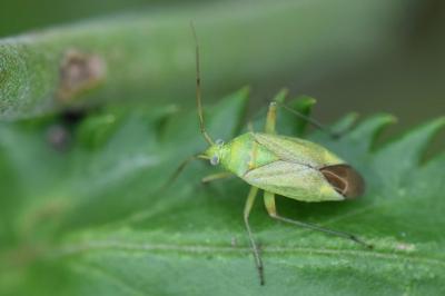 <i>Closterotomus norwegicus</i>