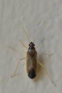 <i>Phylus coryli</i>