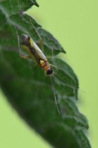 <i>Campyloneura virgula</i>