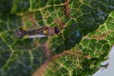 <i>Campyloneura virgula</i>