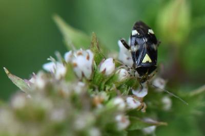 <i>Liocoris tripustulatus</i>