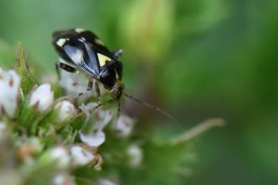 <i>Liocoris tripustulatus</i>