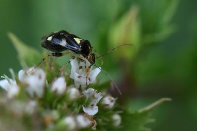 <i>Liocoris tripustulatus</i>