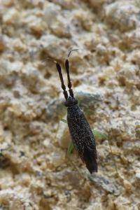<i>Heterotoma planicornis</i>