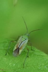 <i>Closterotomus norwegicus</i>