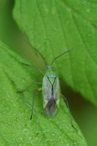 <i>Closterotomus norwegicus</i>