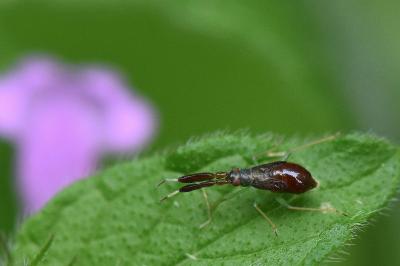 <i>Heterotoma planicornis</i>