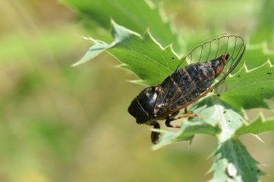 <i>Cicadetta</i>