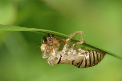 <i>Cicadetta</i>