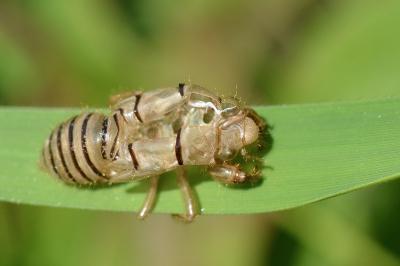 <i>Cicadetta</i>