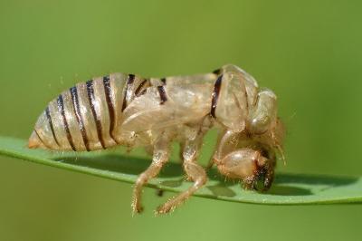 <i>Cicadetta</i>