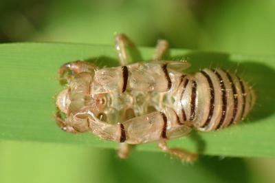 <i>Cicadetta</i>
