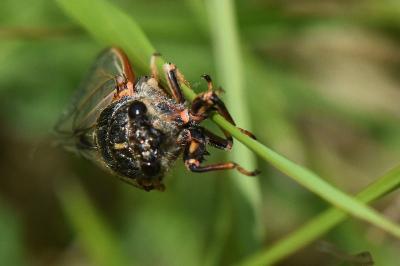 <i>Cicadetta</i>
