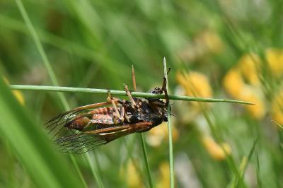 <i>Cicadetta</i>