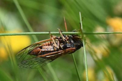 <i>Cicadetta</i>