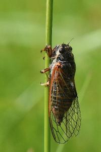 <i>Cicadetta</i>