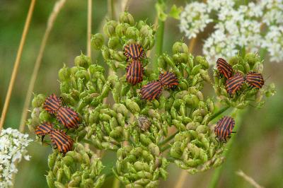 <i>Graphosoma italicum</i>
