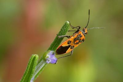 <i>Corizus hyoscyami</i>