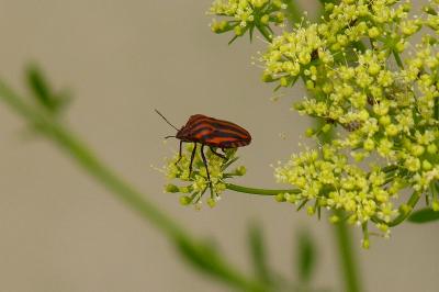 <i>Graphosoma italicum</i>