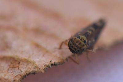 <i>Lamprotettix nitidulus</i>
