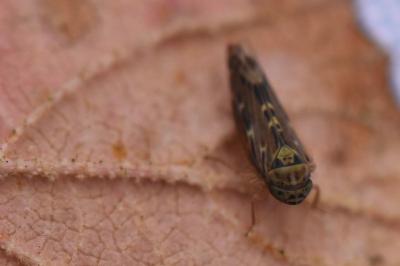 <i>Lamprotettix nitidulus</i>