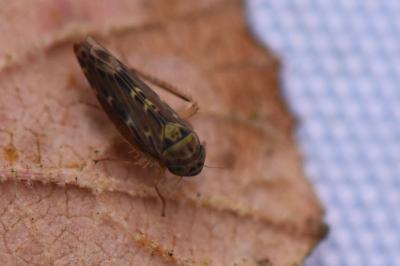 <i>Lamprotettix nitidulus</i>