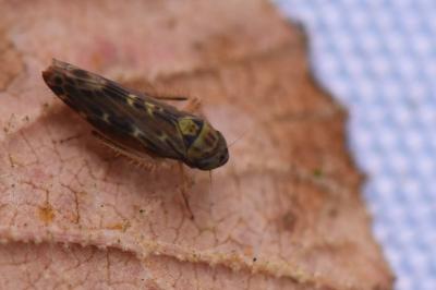 <i>Lamprotettix nitidulus</i>
