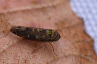 <i>Lamprotettix nitidulus</i>
