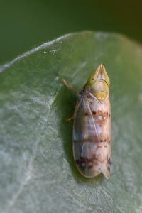 <i>Japananus hyalinus</i>