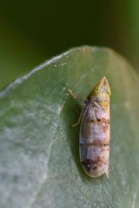 <i>Japananus hyalinus</i>